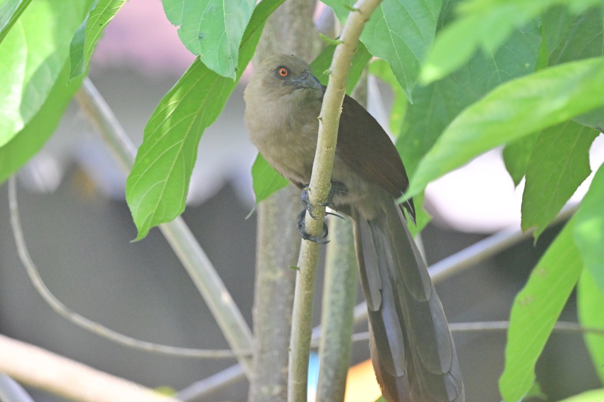 Andaman Coucal - ML638095420