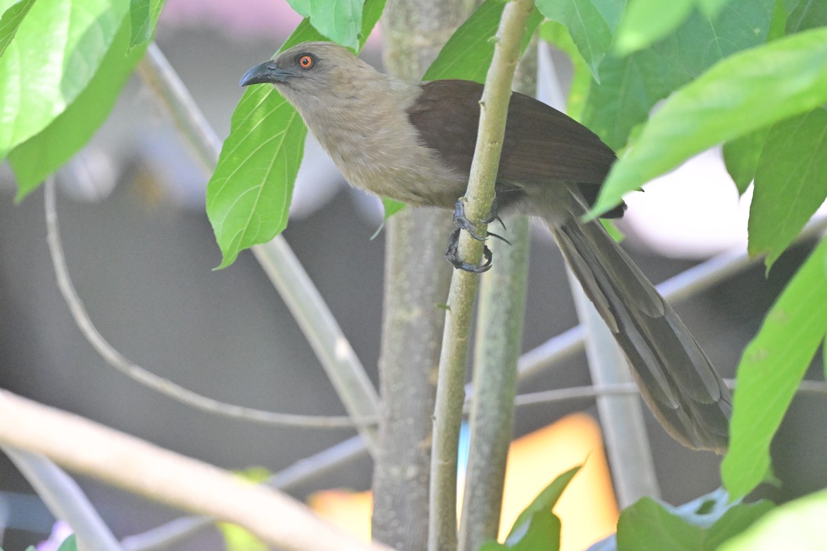Andaman Coucal - ML638095421