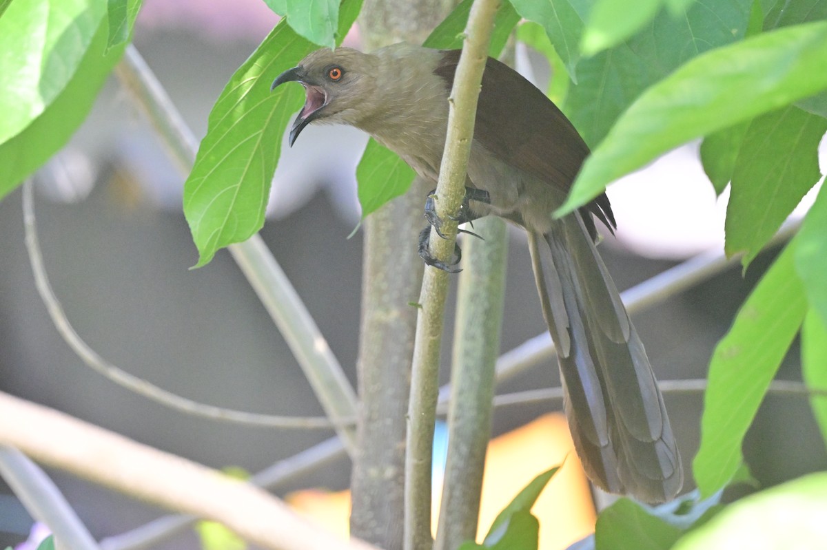 Andaman Coucal - ML638095422
