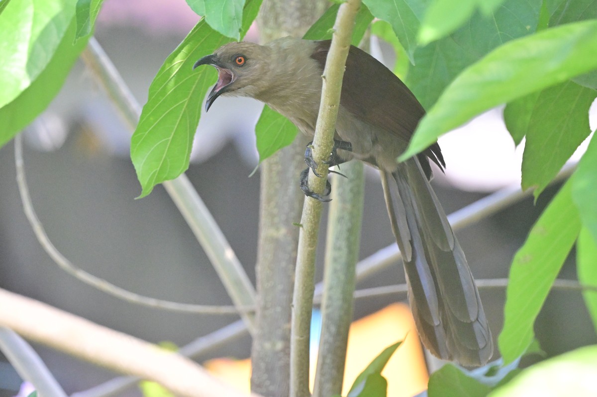 Andaman Coucal - ML638095423