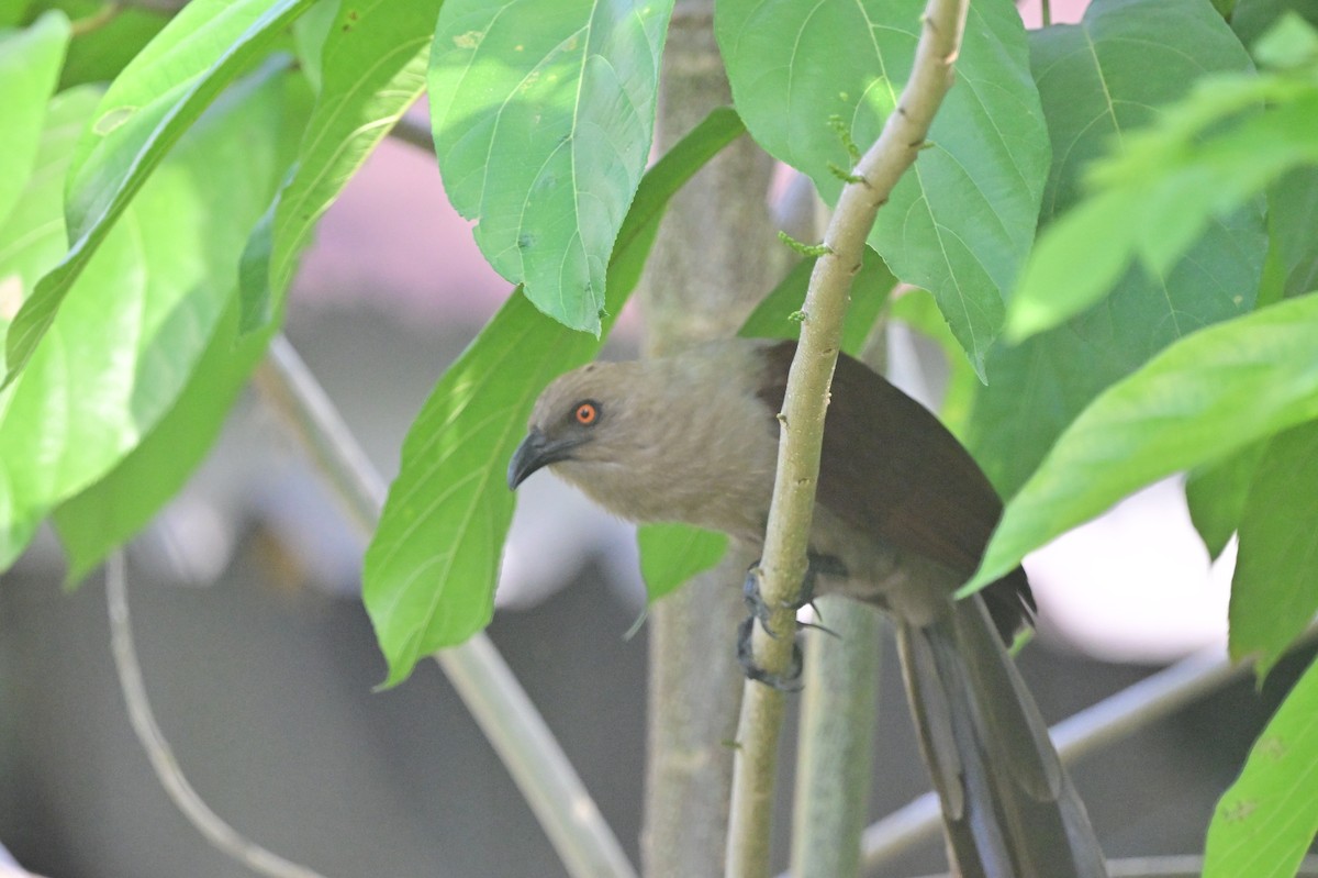 Andaman Coucal - ML638095424