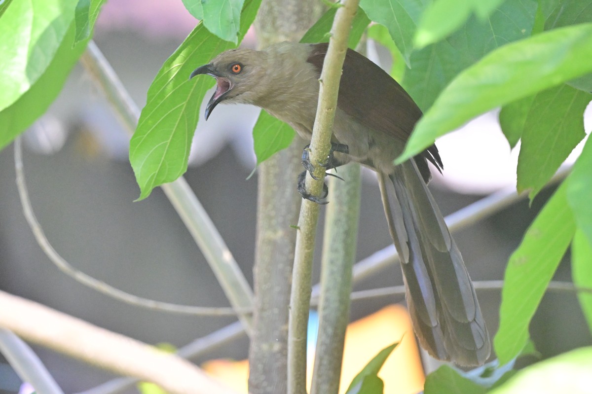 Andaman Coucal - ML638095425