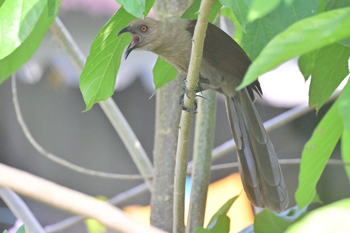 Andaman Coucal - ML638095426