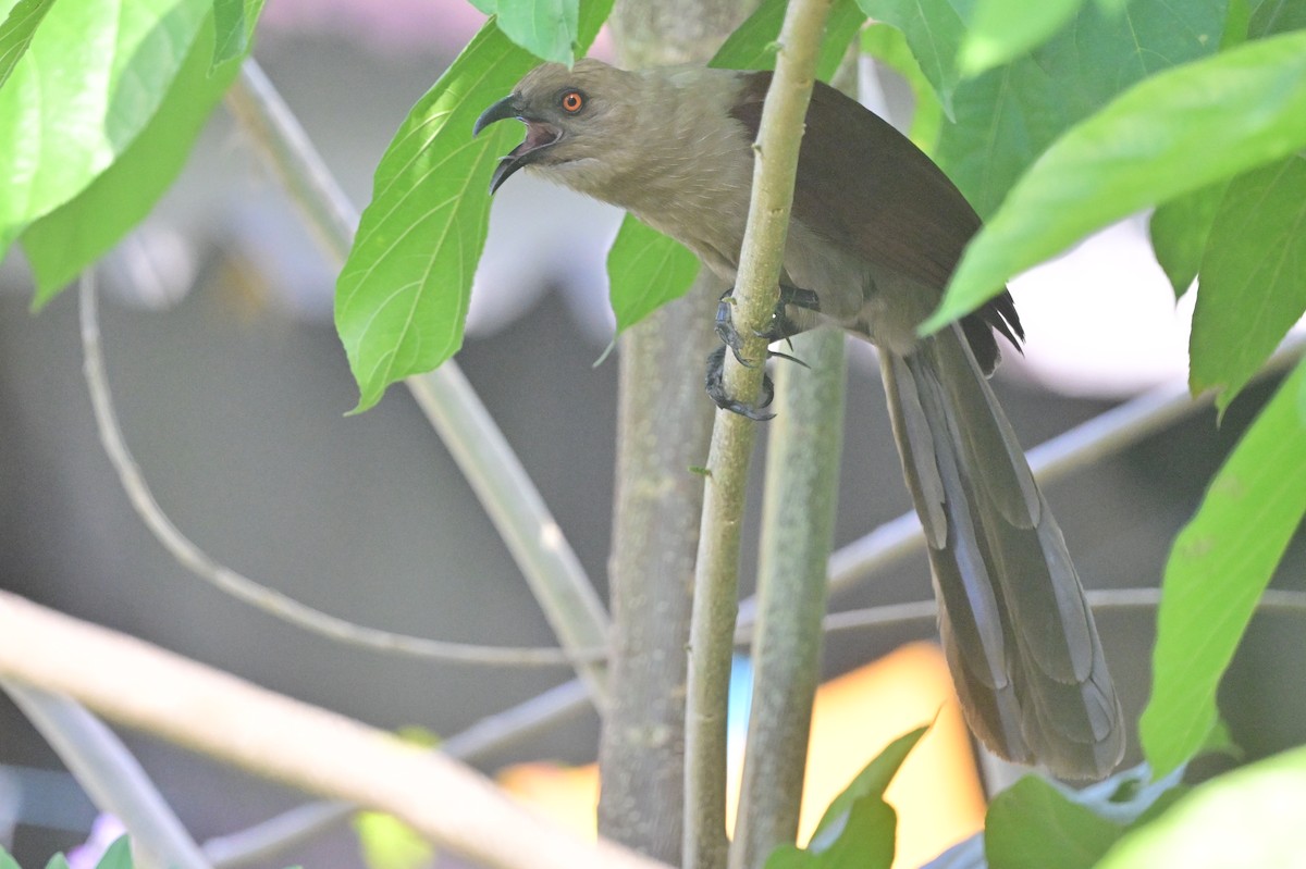 Andaman Coucal - ML638095427