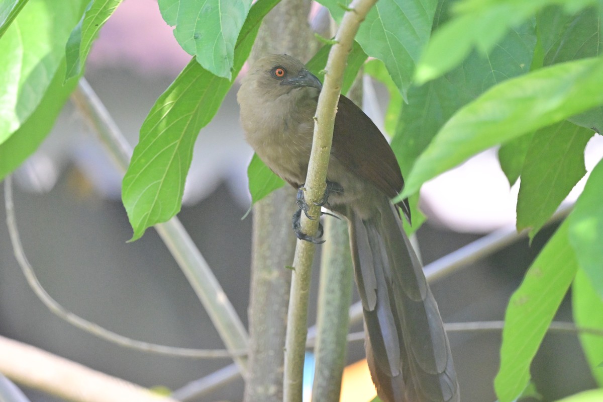 Andaman Coucal - ML638095428