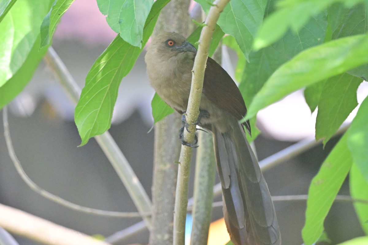 Andaman Coucal - ML638095429