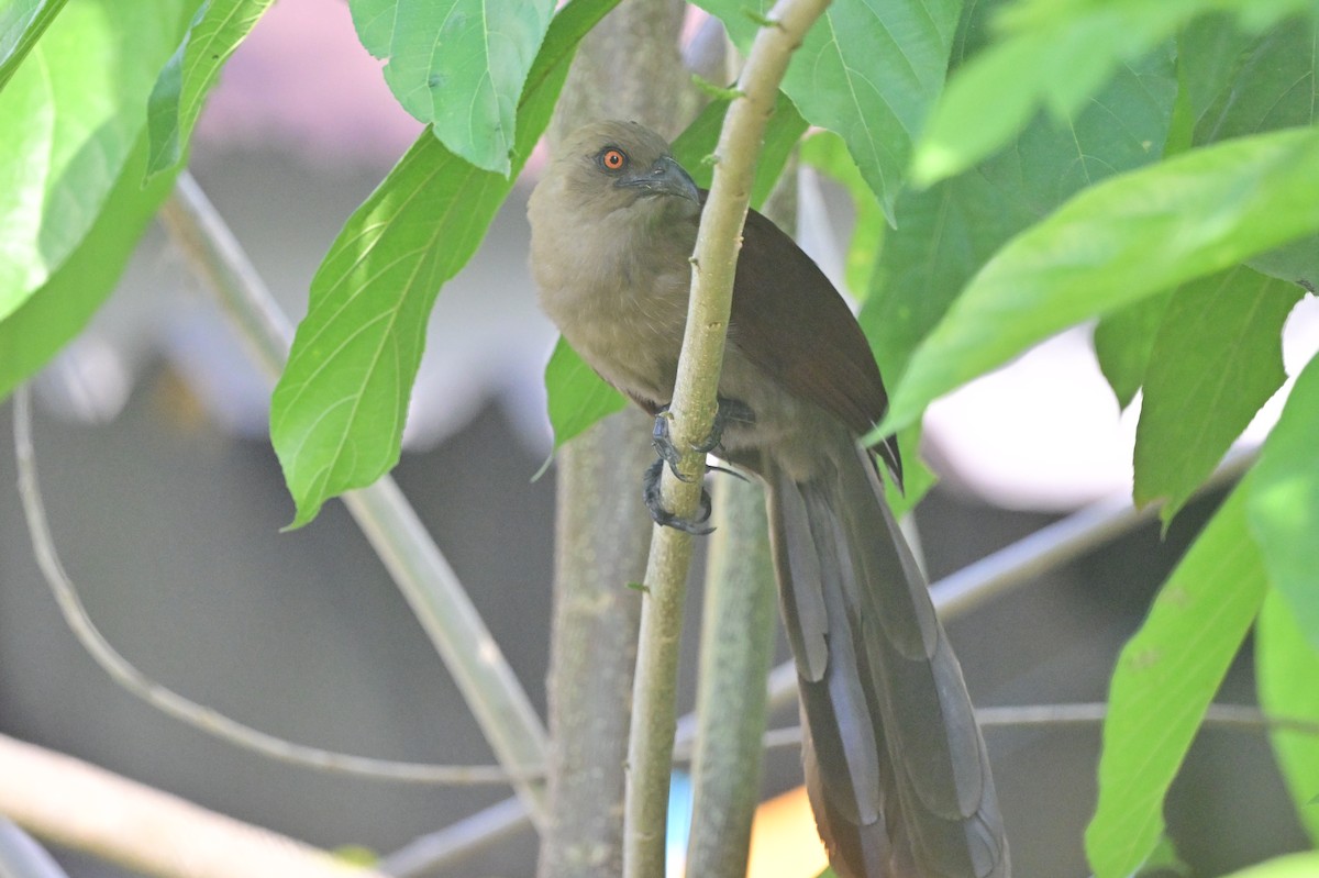 Andaman Coucal - ML638095430