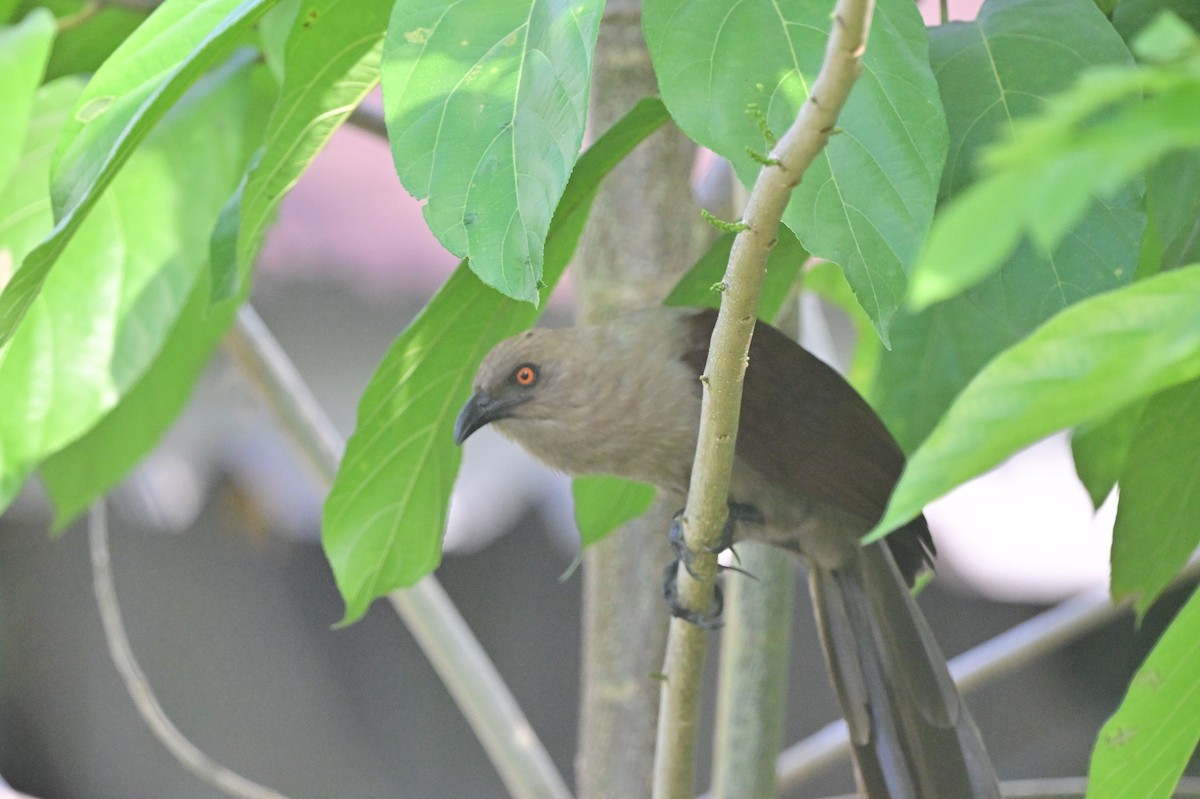 Andaman Coucal - ML638095431