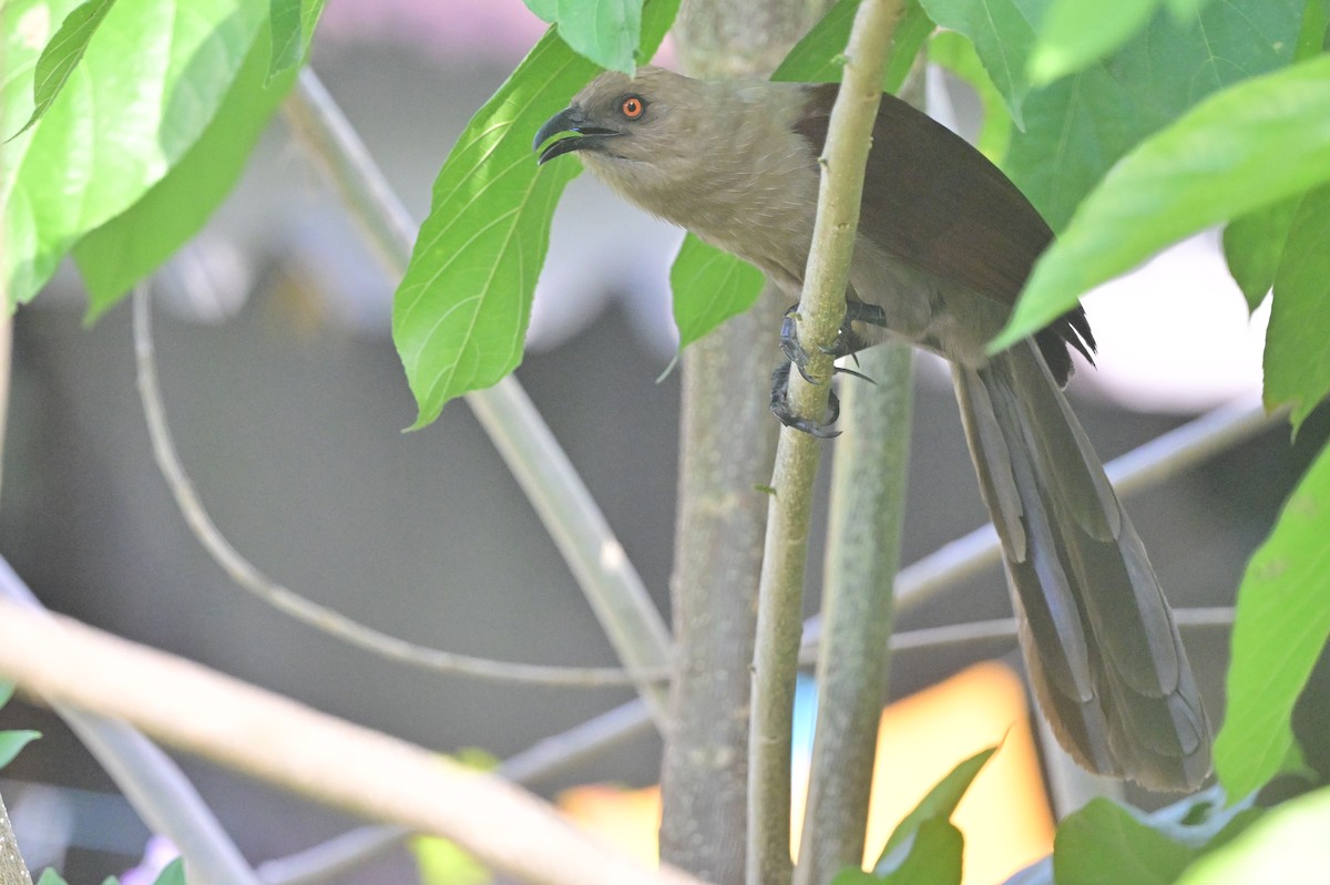 Andaman Coucal - ML638095432