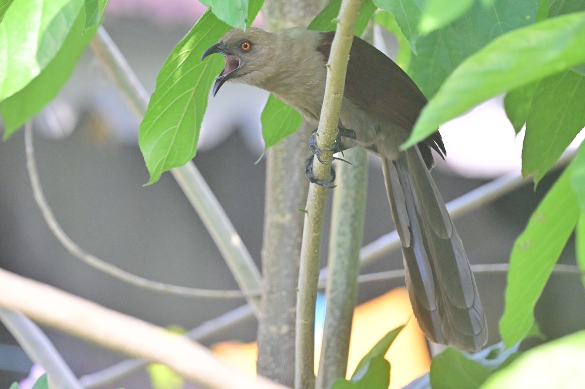 Andaman Coucal - ML638095433