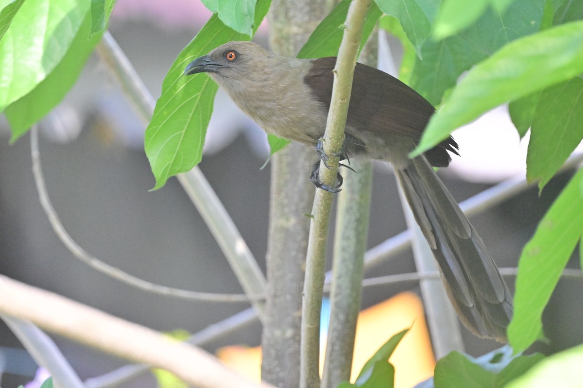 Andaman Coucal - ML638095434