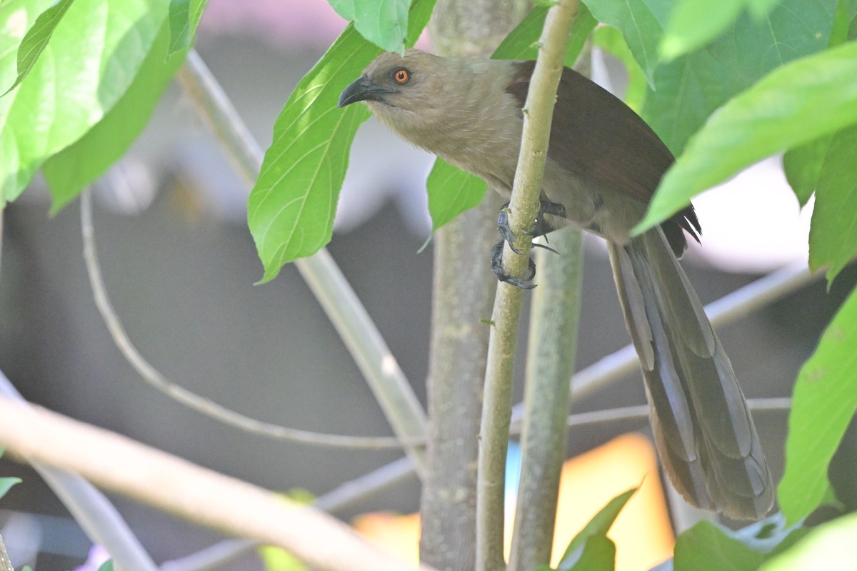 Andaman Coucal - ML638095435