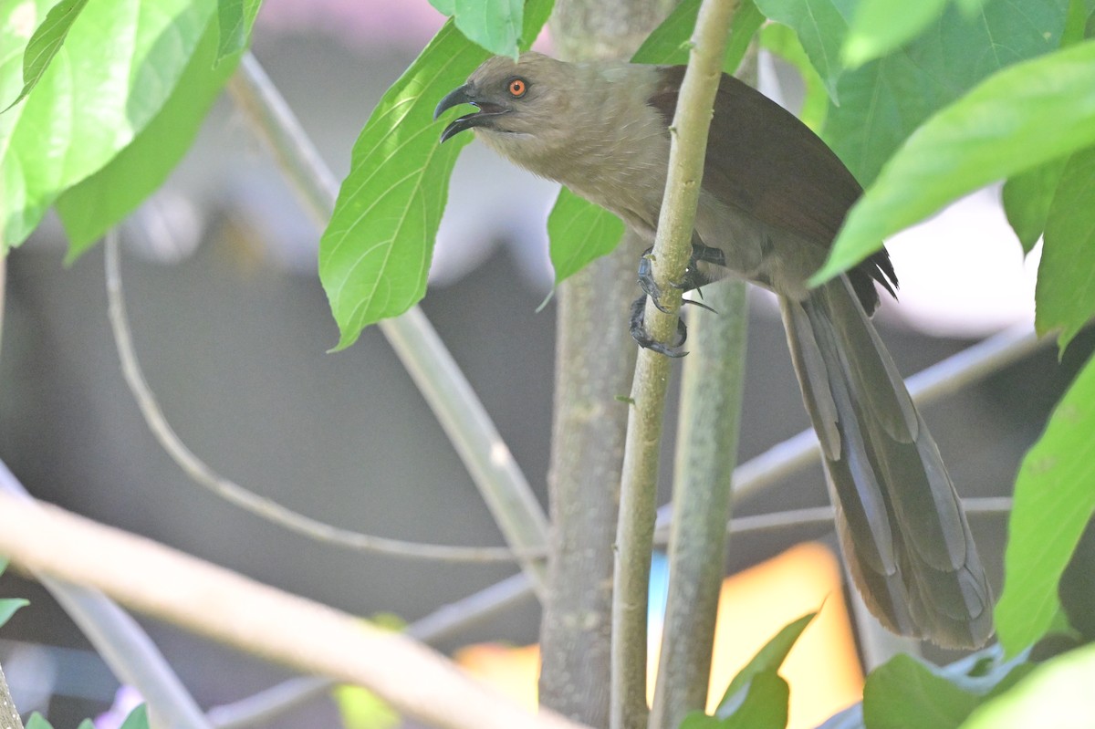 Andaman Coucal - ML638095436