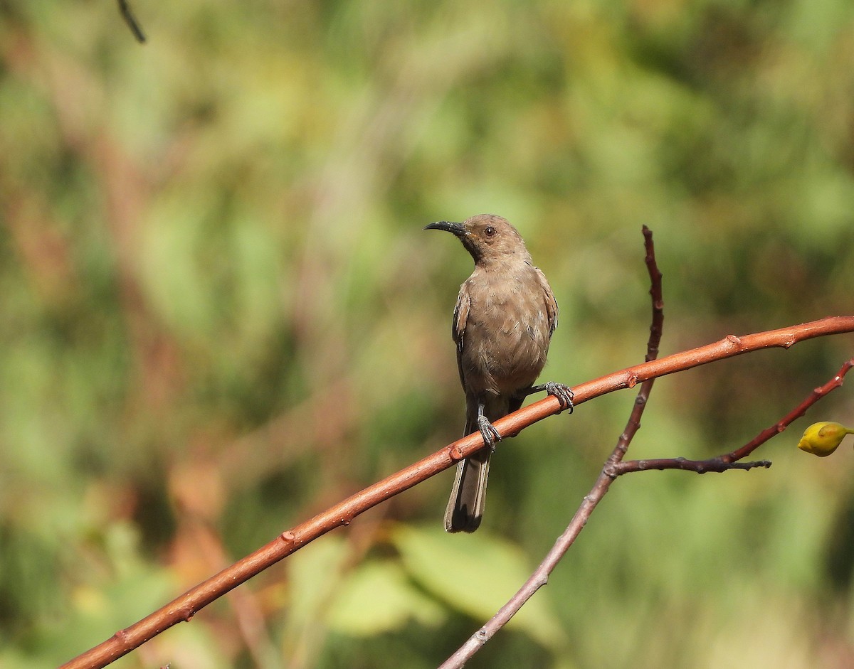 Dusky Myzomela - ML638095443