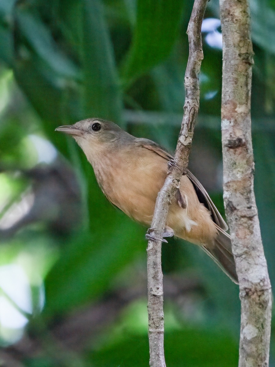 Rufous Shrikethrush - ML638095453