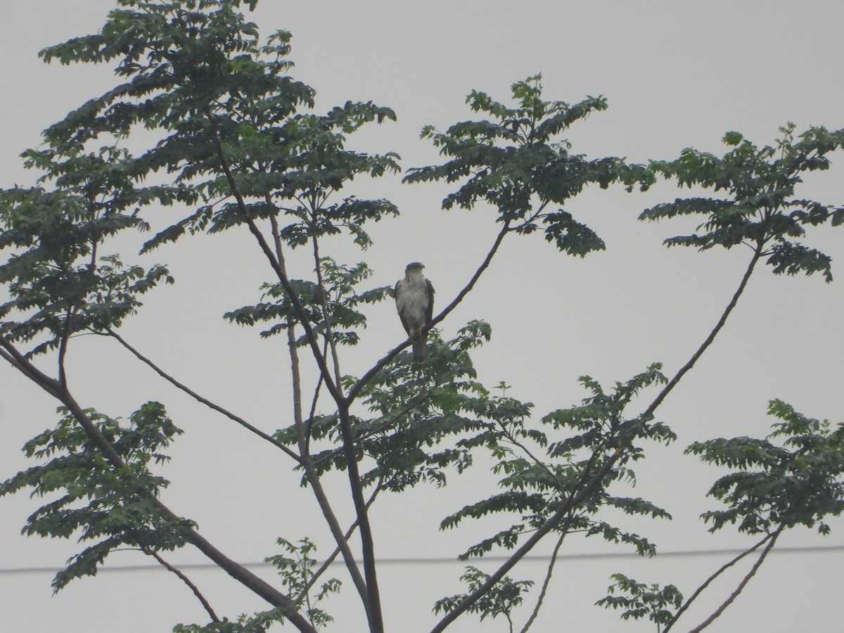 Bonelli's Eagle - ML638095457