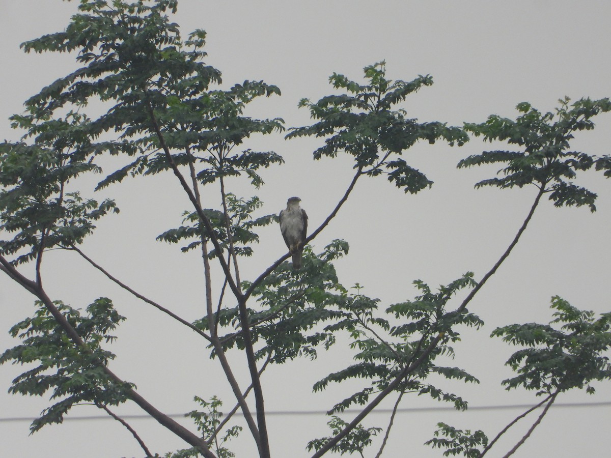 Bonelli's Eagle - ML638095458