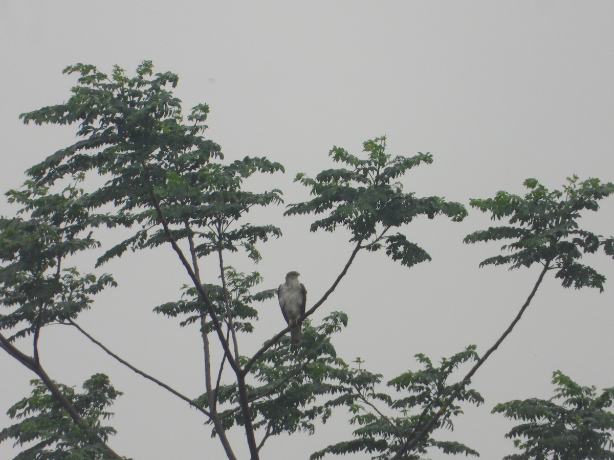 Bonelli's Eagle - ML638095460