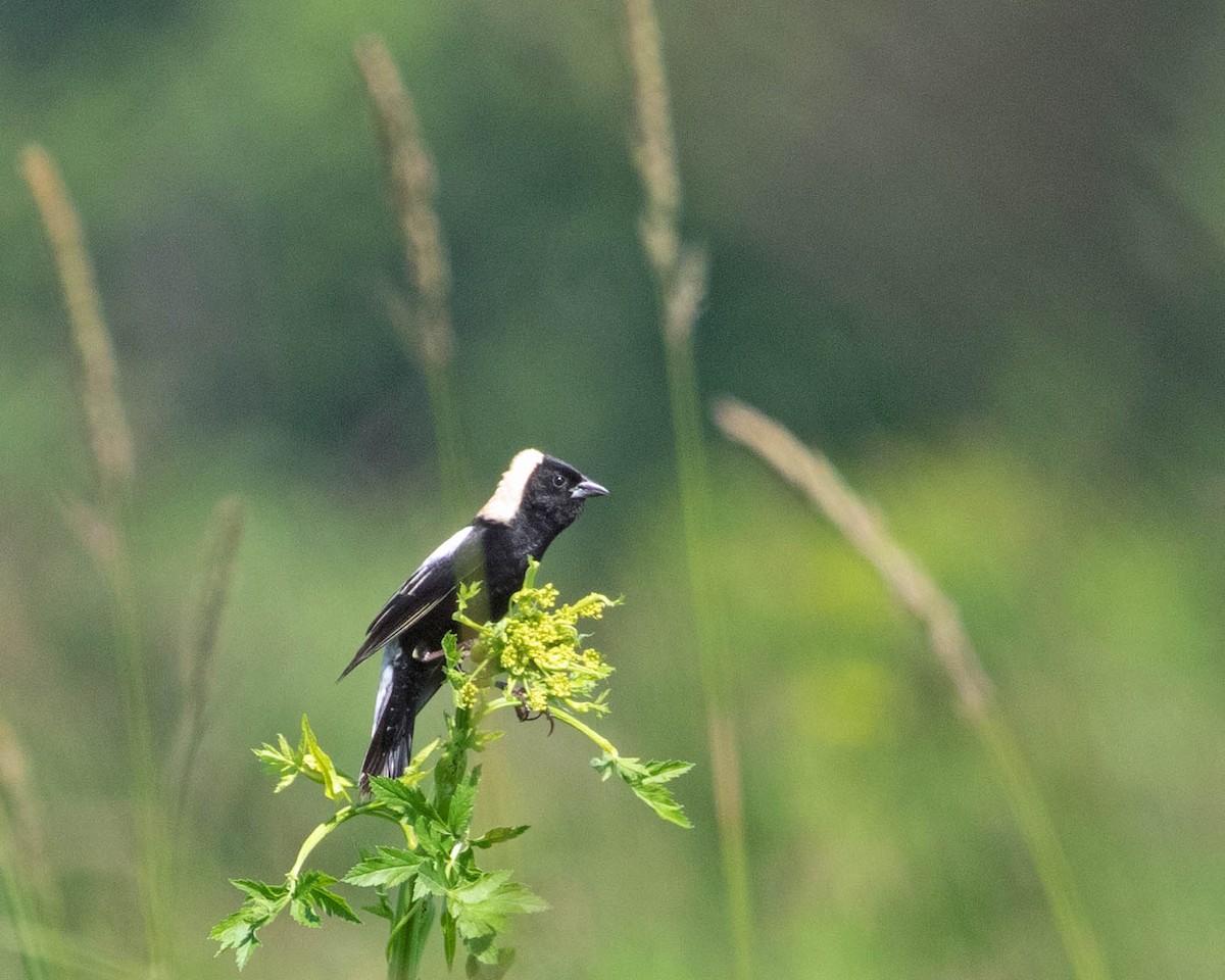 Bobolink - ML638095464