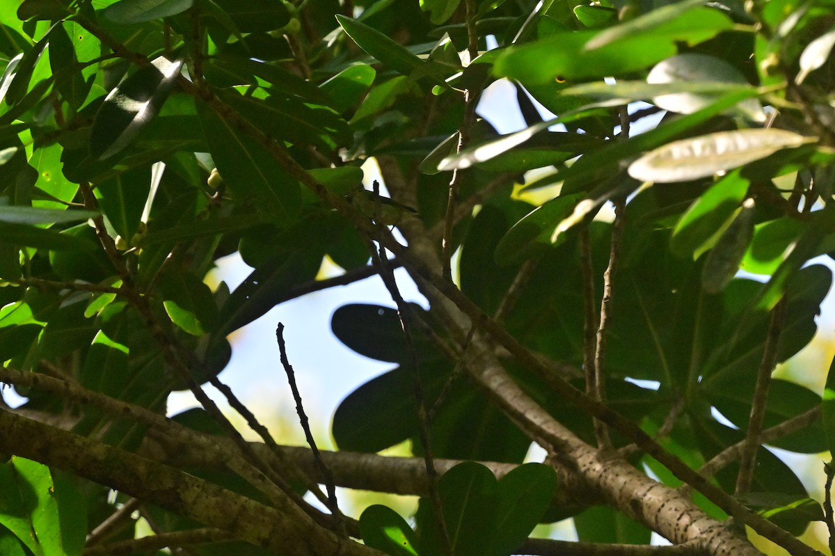 Andaman Flowerpecker - ML638095474