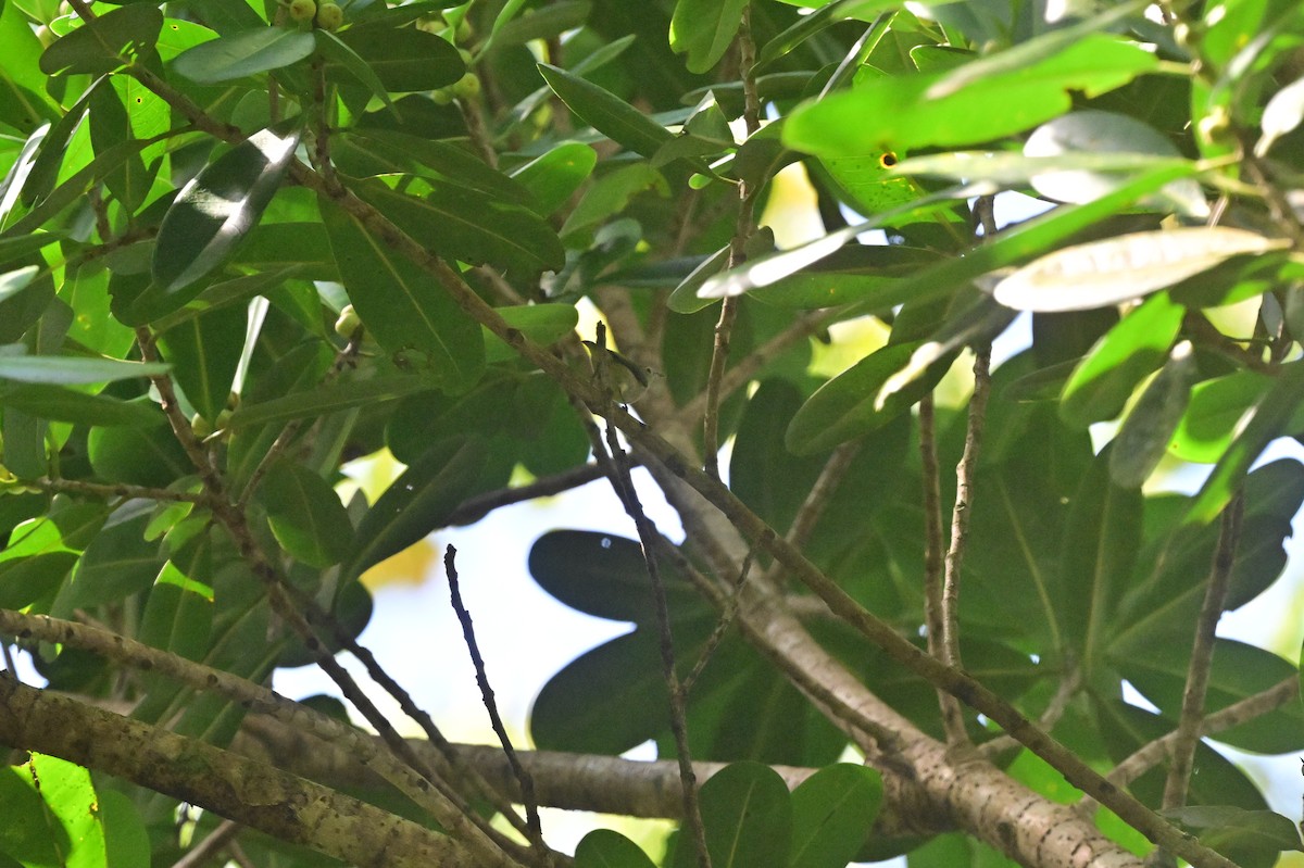 Andaman Flowerpecker - ML638095477