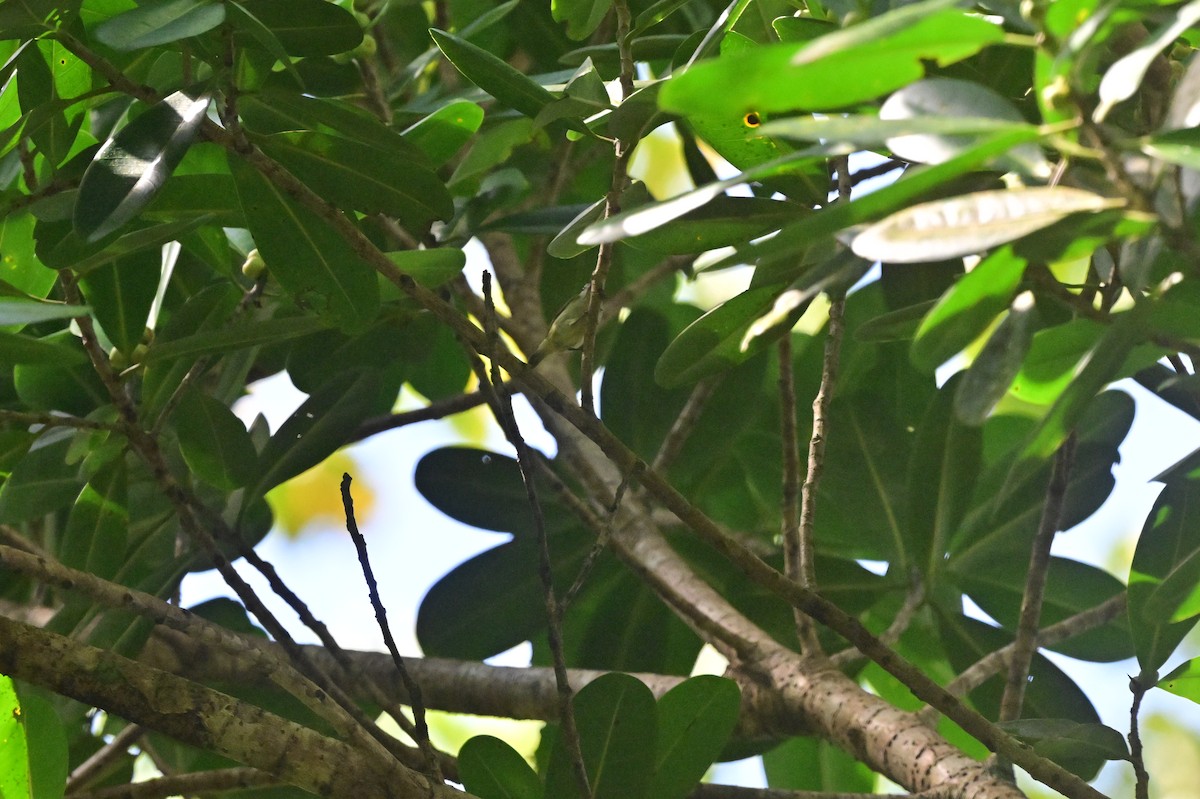 Andaman Flowerpecker - ML638095478