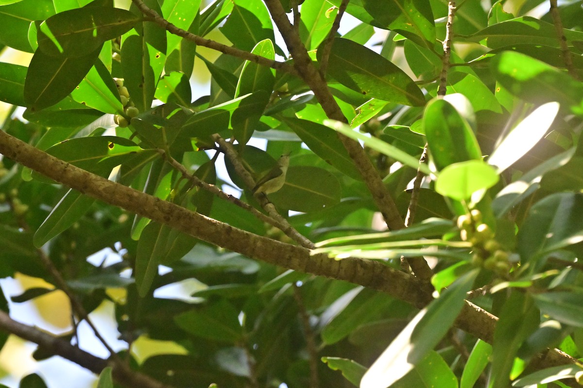 Andaman Flowerpecker - ML638095479