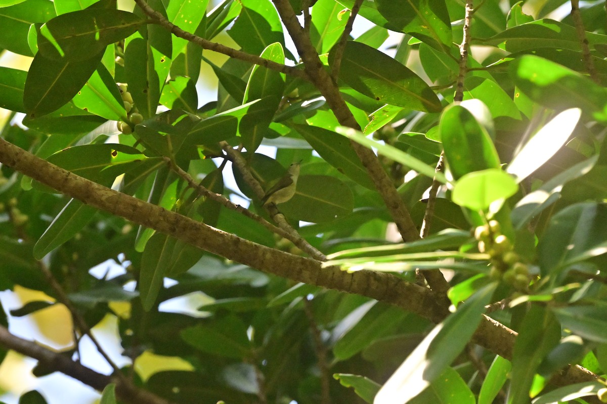 Andaman Flowerpecker - ML638095480