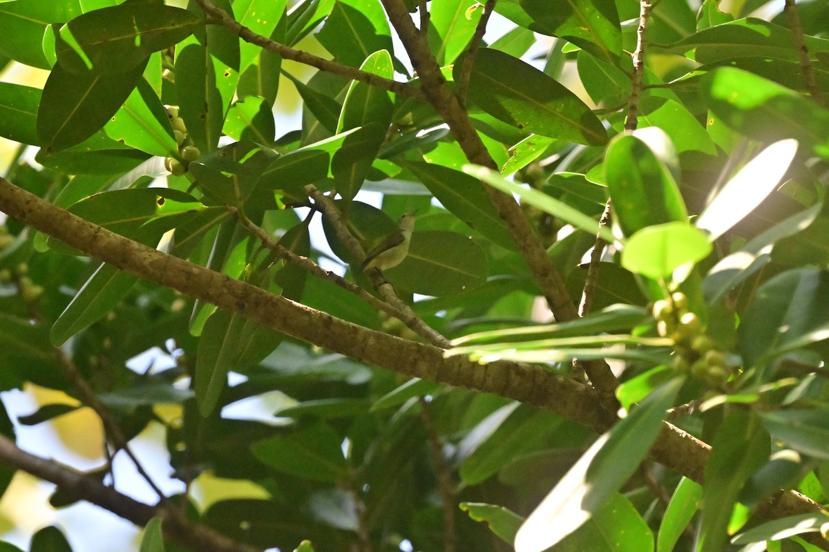 Andaman Flowerpecker - ML638095482