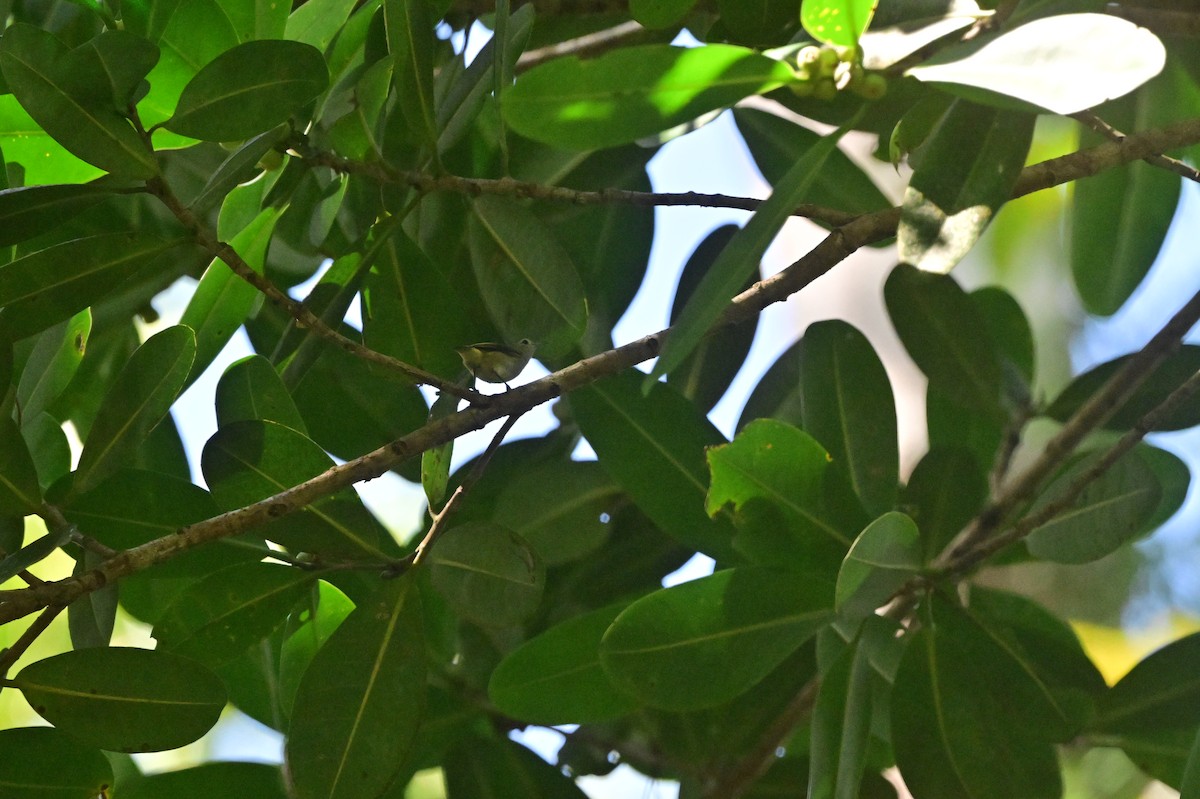 Andaman Flowerpecker - ML638095484