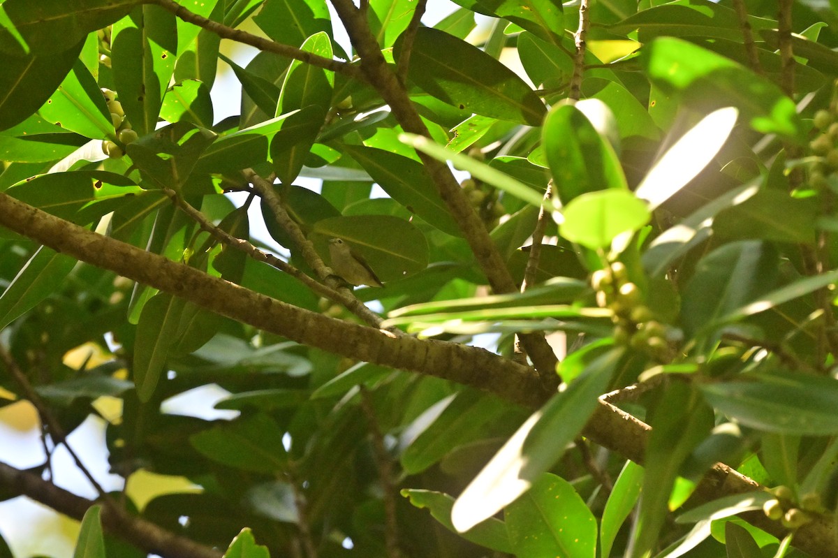 Andaman Flowerpecker - ML638095485