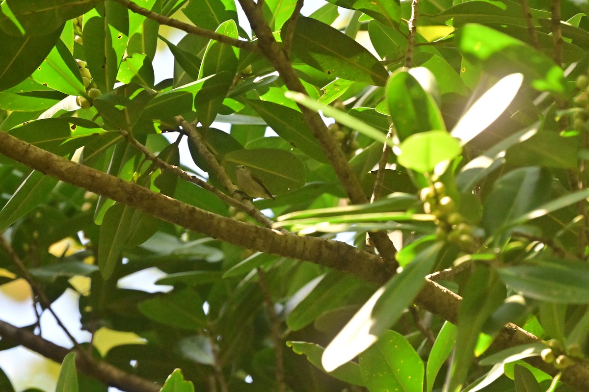 Andaman Flowerpecker - ML638095488