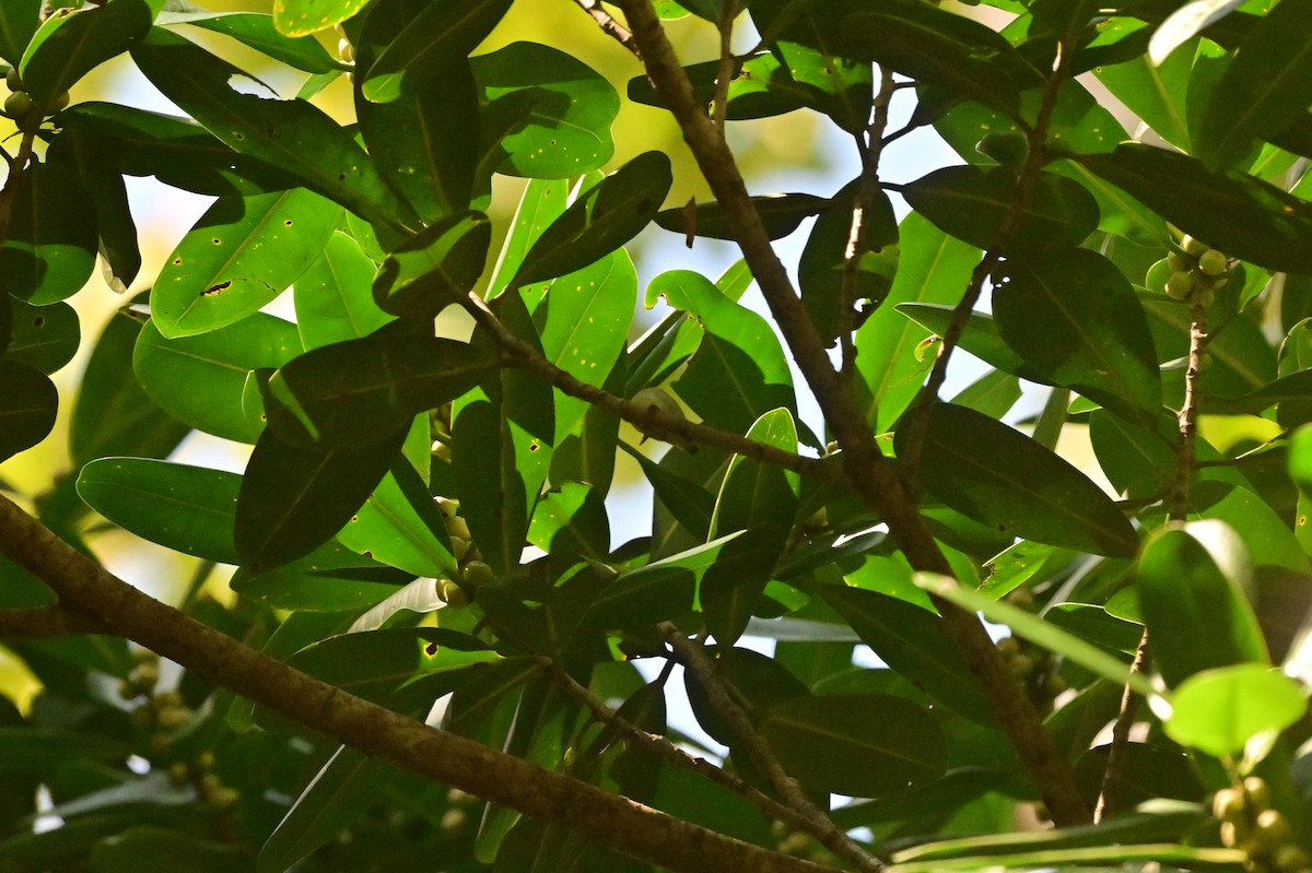 Andaman Flowerpecker - ML638095490