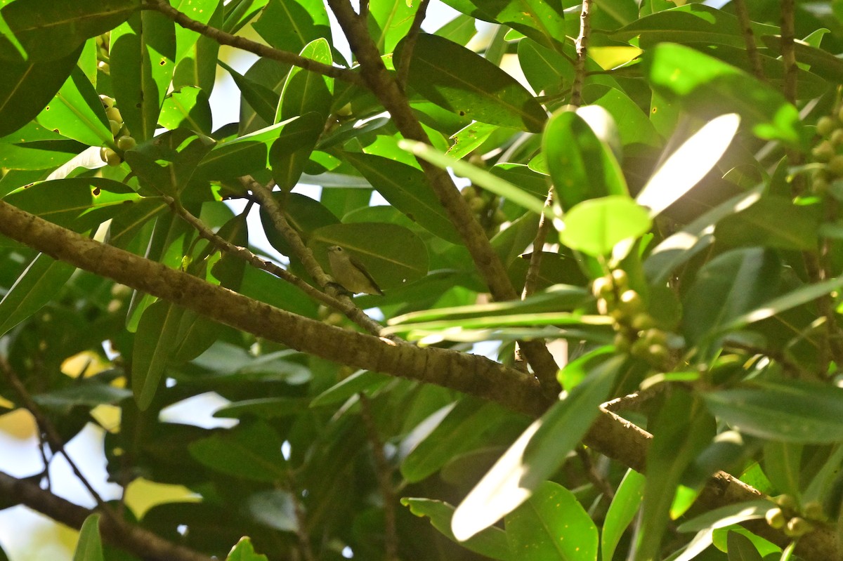 Andaman Flowerpecker - ML638095491