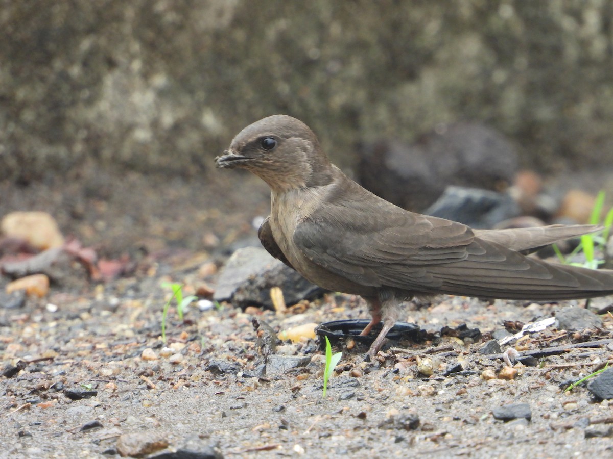 Dusky Crag-Martin - ML638095514