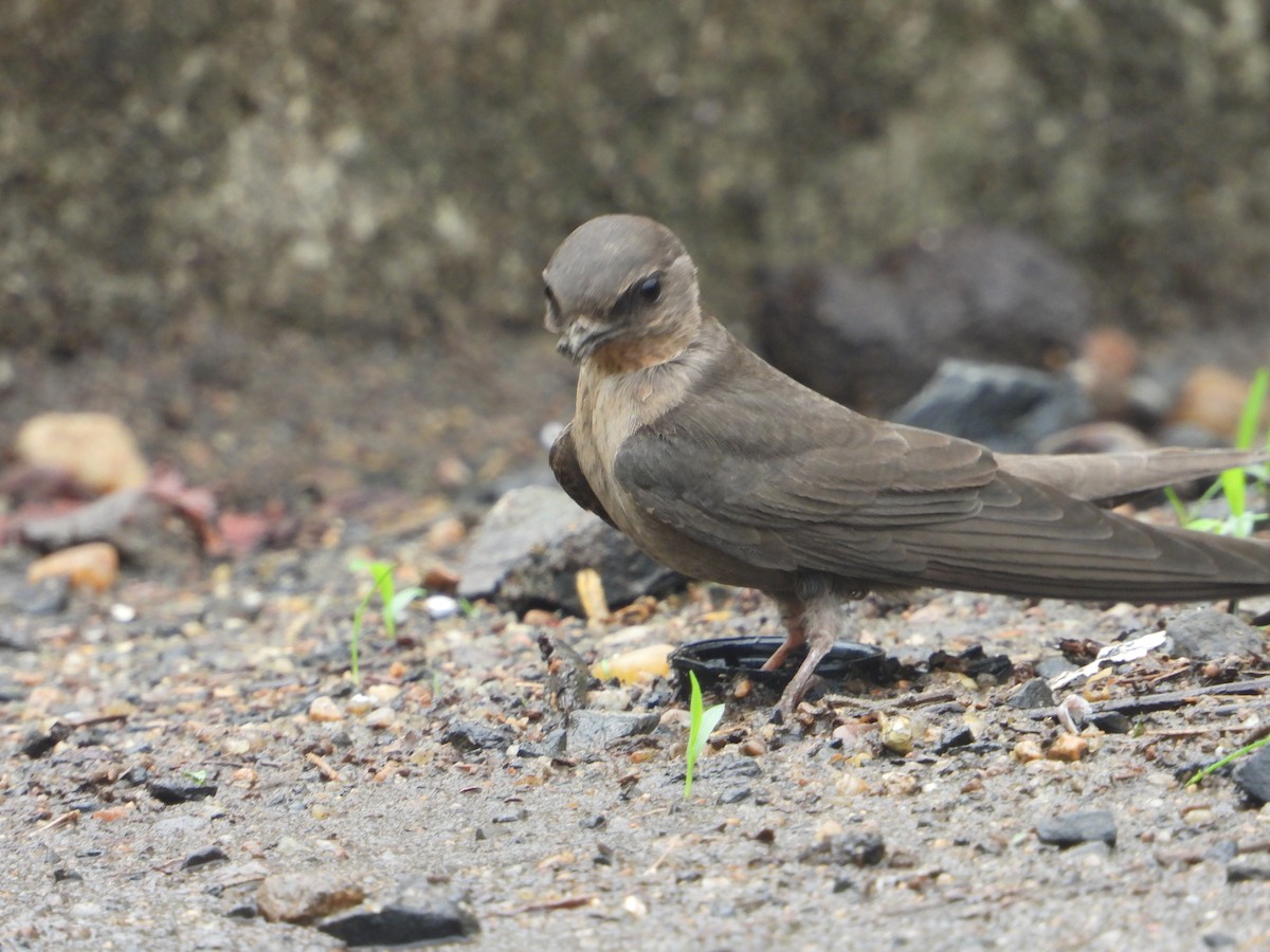 Dusky Crag-Martin - ML638095515