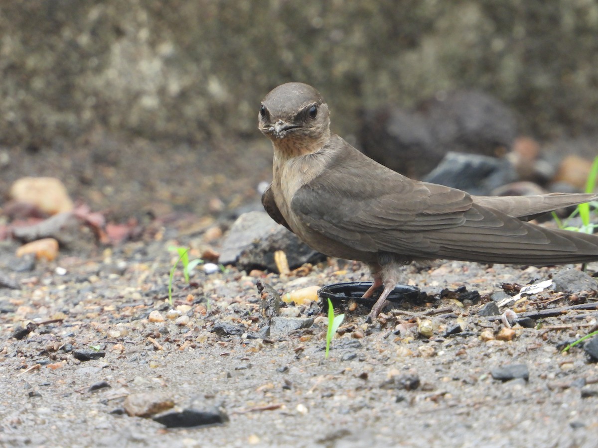 Dusky Crag-Martin - ML638095516