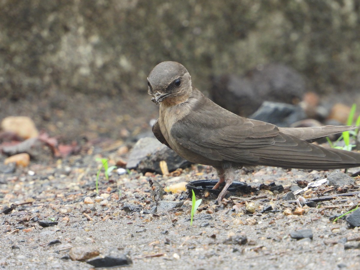 Dusky Crag-Martin - ML638095517