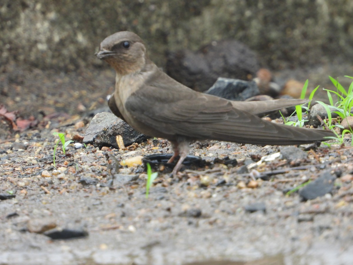 Dusky Crag-Martin - ML638095518