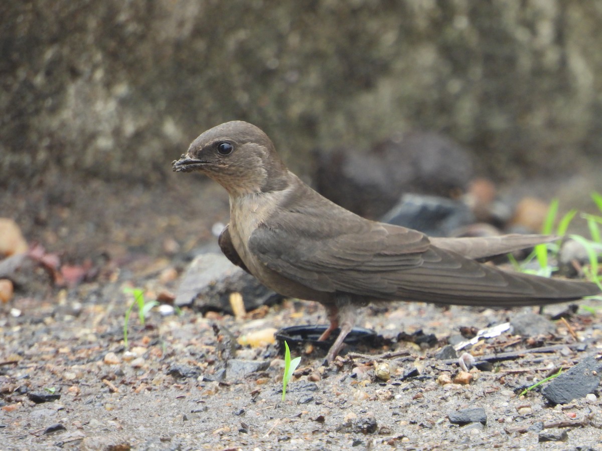 Dusky Crag-Martin - ML638095519