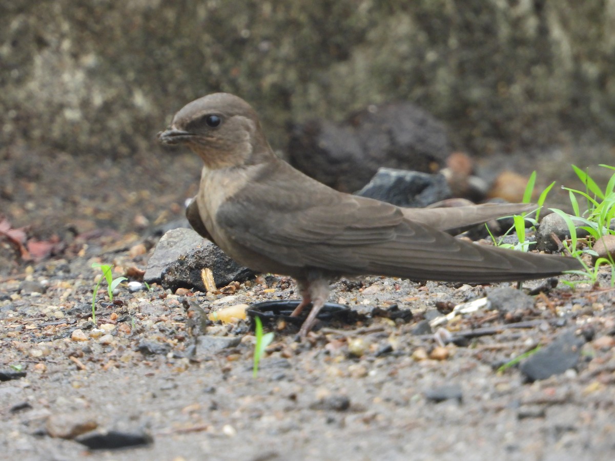 Dusky Crag-Martin - ML638095520