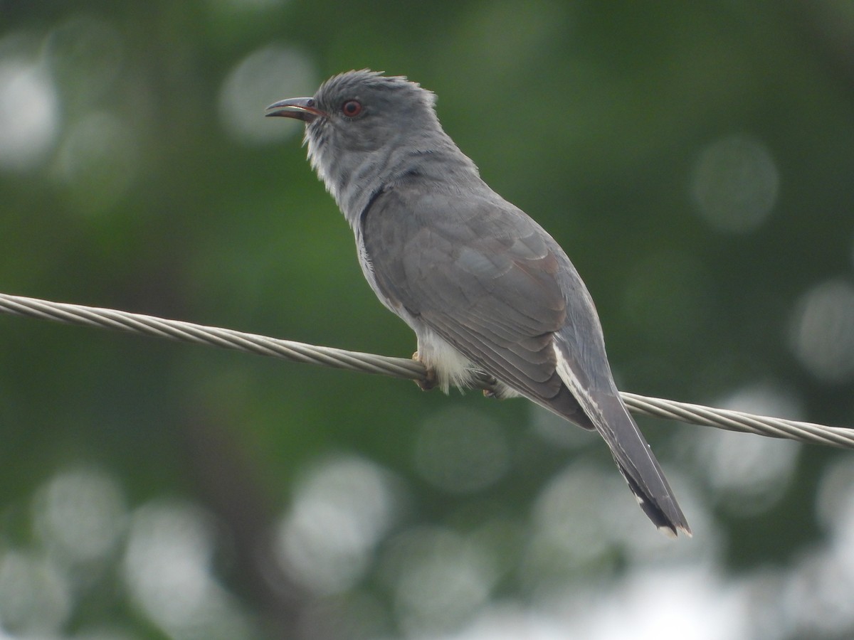 Gray-bellied Cuckoo - ML638095533