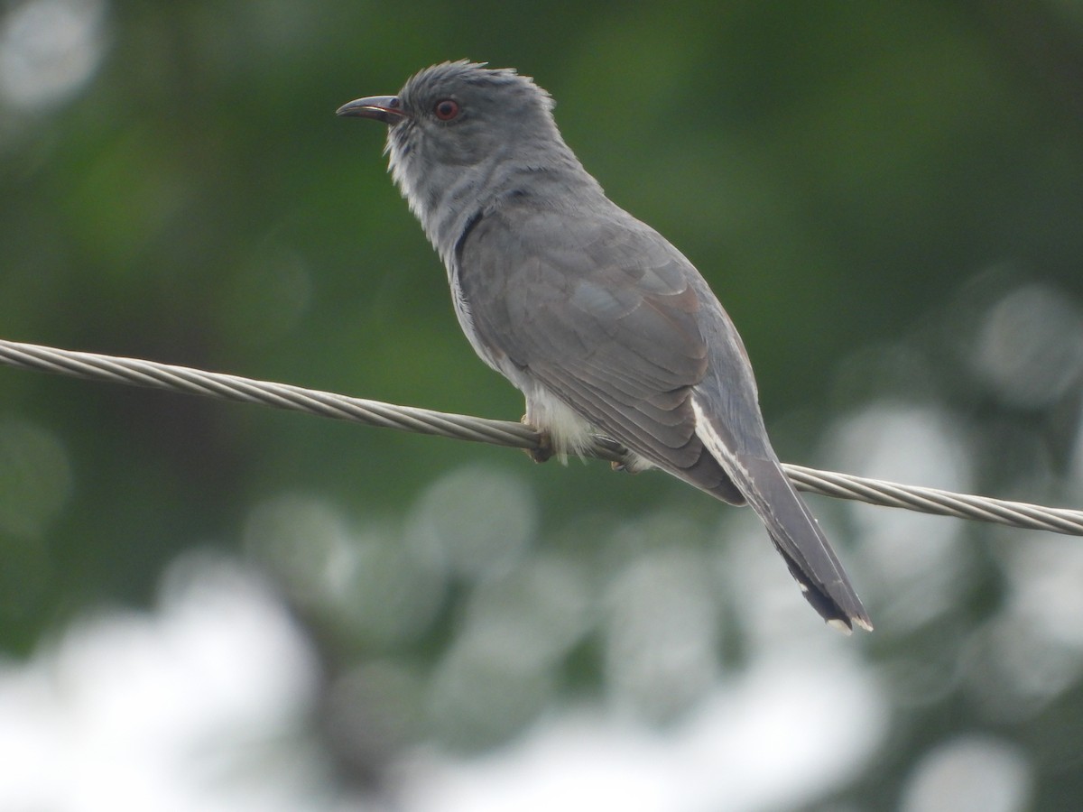 Gray-bellied Cuckoo - ML638095535