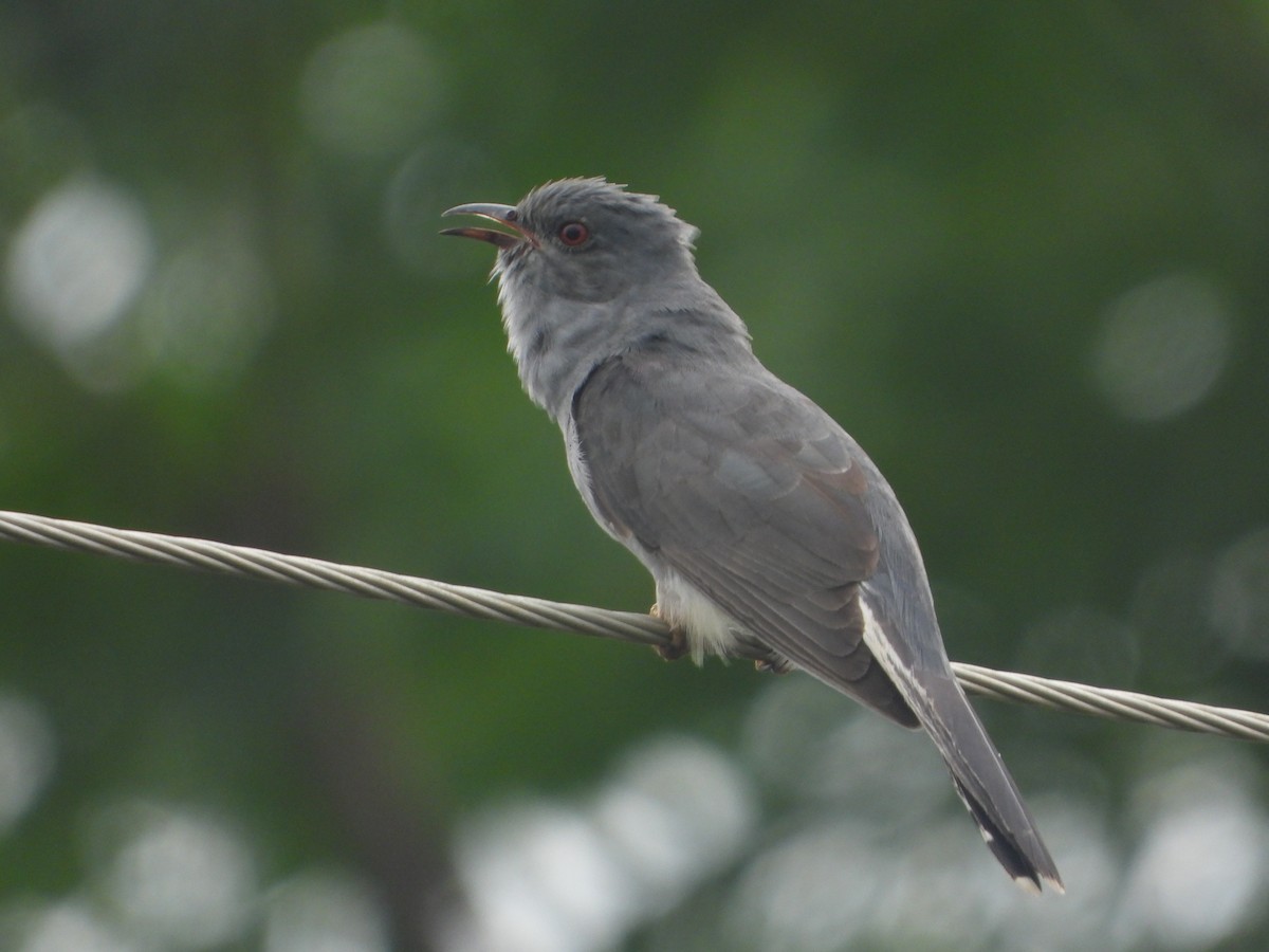 Gray-bellied Cuckoo - ML638095537