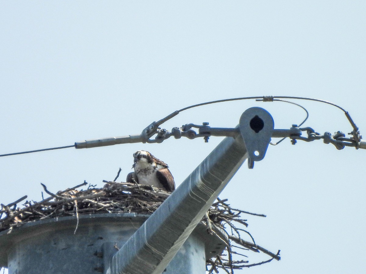 Osprey - ML638095559