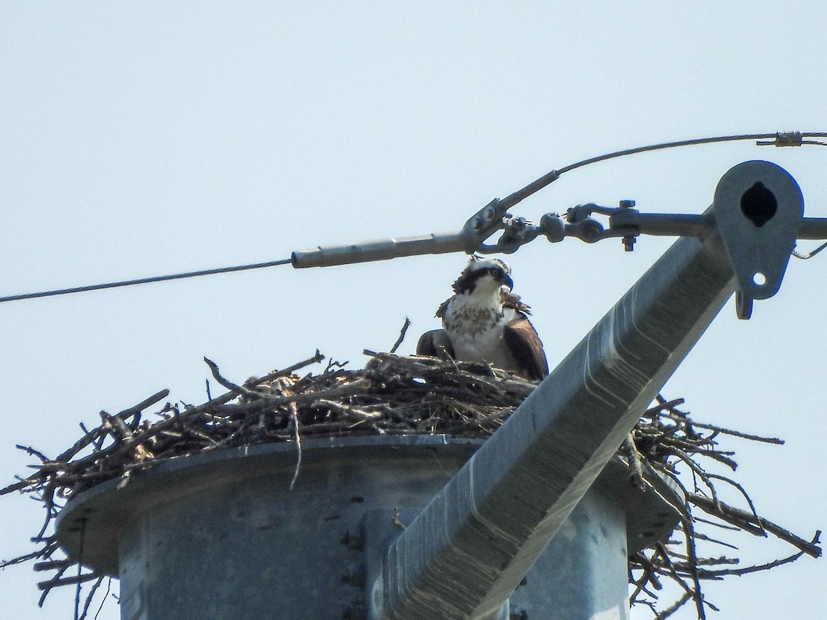 Osprey - ML638095560