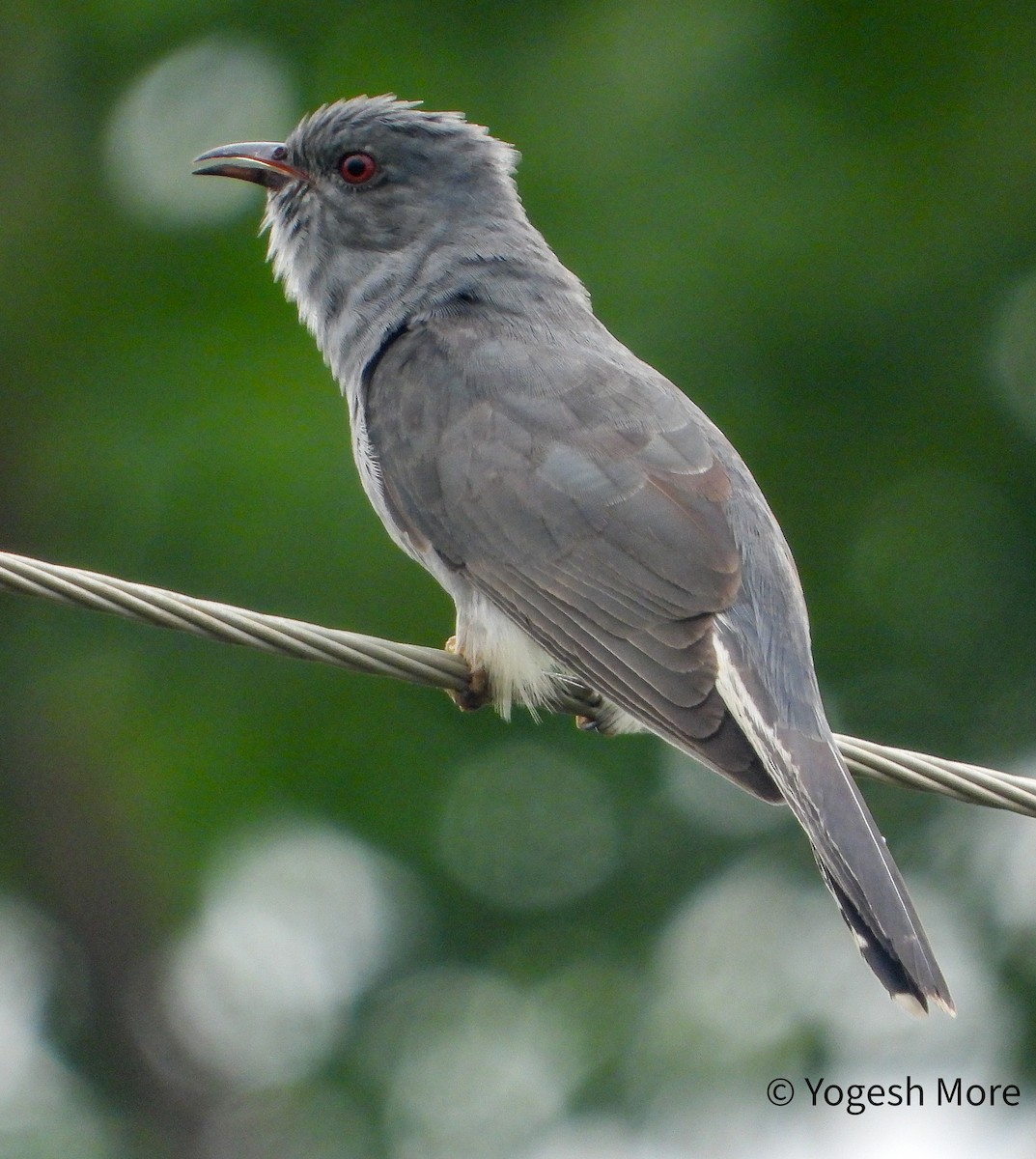 Gray-bellied Cuckoo - ML638095592