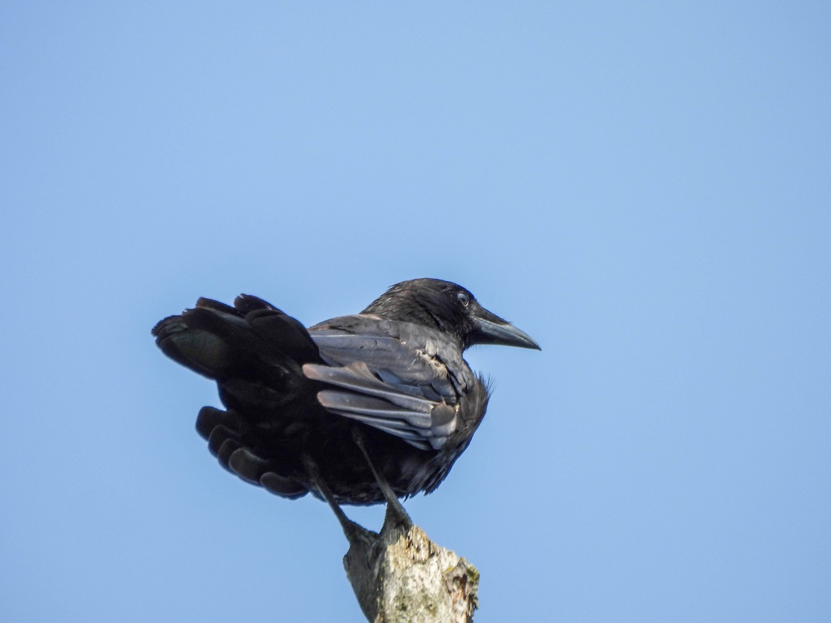 American Crow - ML638095604