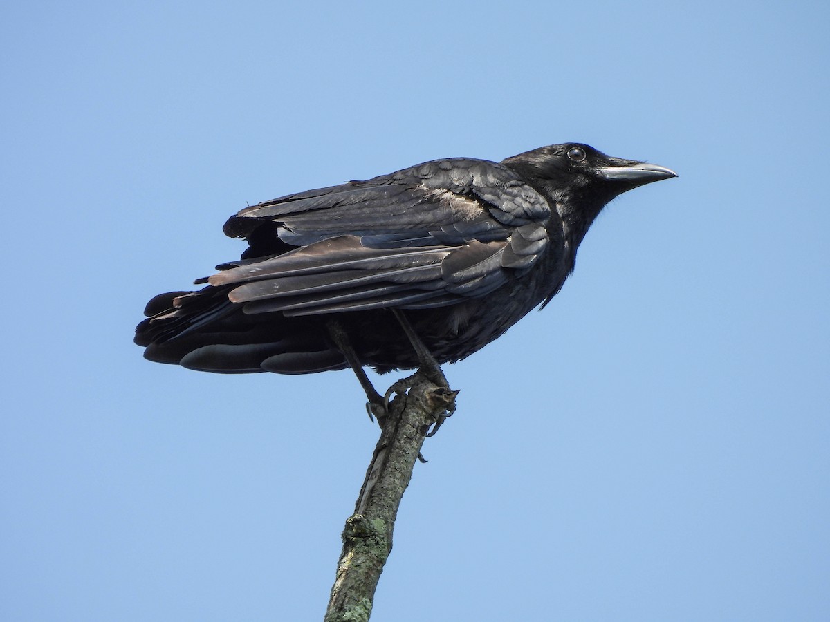 American Crow - ML638095605