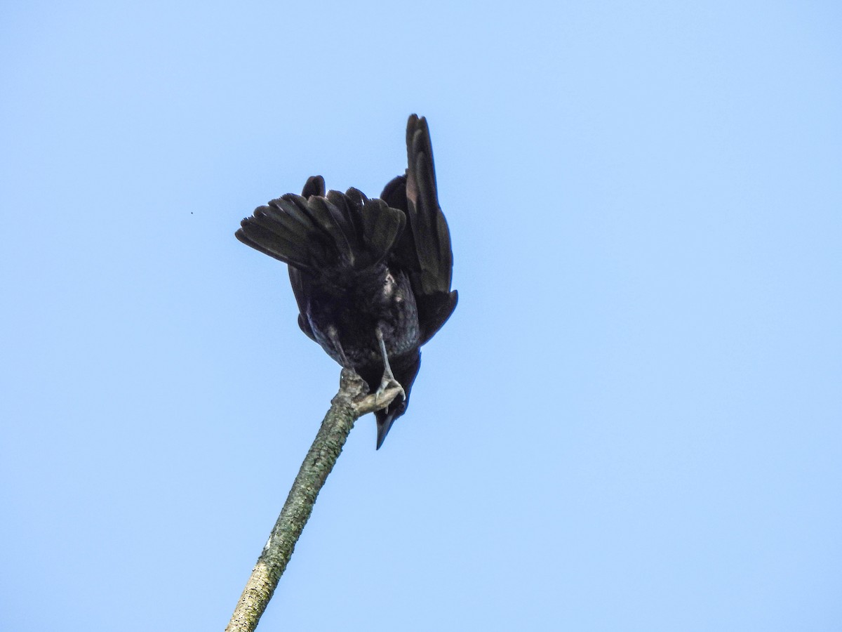 American Crow - ML638095606
